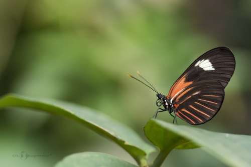 Heliconius erato