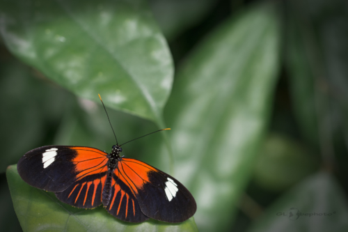 Heliconius erata