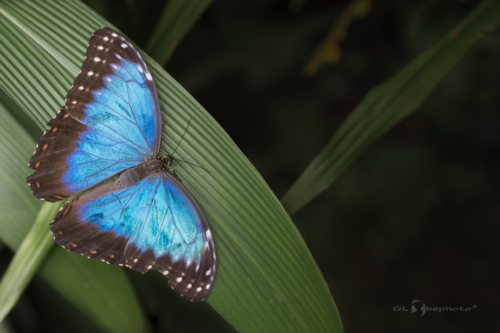 Morpho peleides