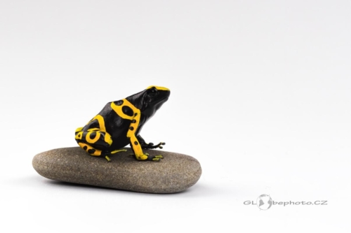 Pralesnička harlekýn (Dendrobates leucomelas)