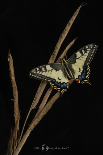 Otakárek fenyklový (Papilio machaon)