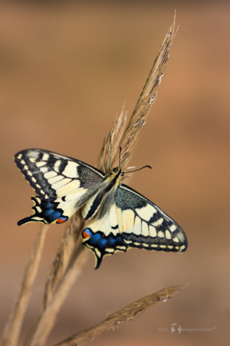 Otakárek fenyklový (Papilio machaon)