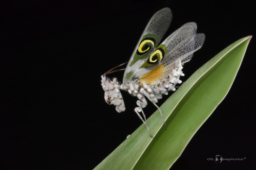 Pseudocreobotra wahlbergi