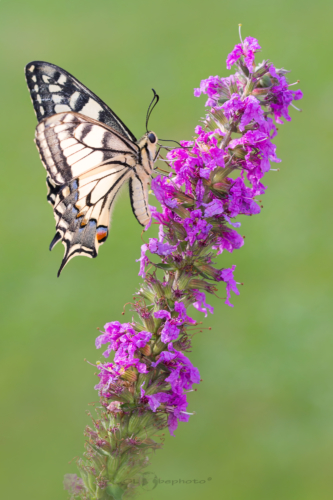 Otakárek fenyklový (Papilio machaon)