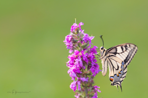 Otakárek fenyklový (Papilio machaon)