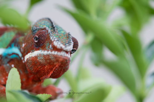 Furcifer pardalis