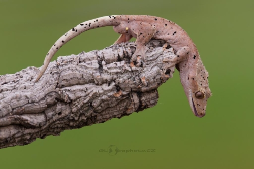 Pagekon řasnatý (Correlophus ciliatus)