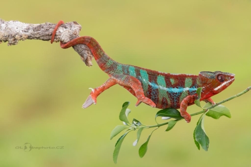 Chameleon pardálí (Furcifer pardalis)