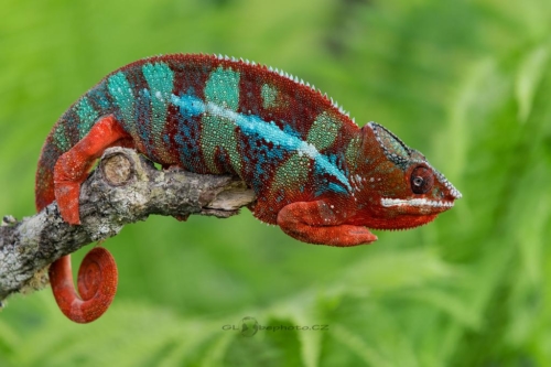 Chameleon pardálí (Furcifer pardalis)