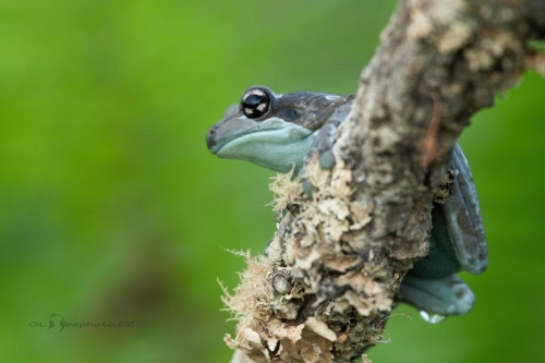 Rosnička včelí (Trachycephalus resinifictrix)