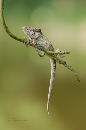 Chameleolis barbatus