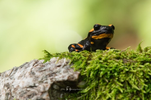 Salamandra salamandra terrestris