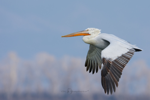 Pelikán kadeřavý (Pelecanus crispus)