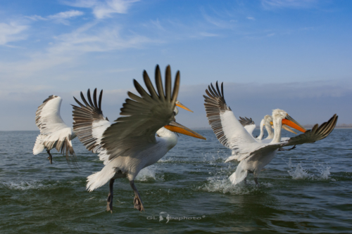 Pelikán kadeřavý (Pelecanus crispus)