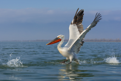 Hlavně dobře brzdit...Pelikán kadeřavý (Pelecanus crispus)