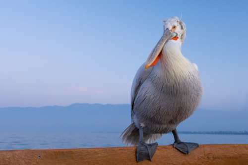 Pelikán kadeřavý (Pelecanus crispus)