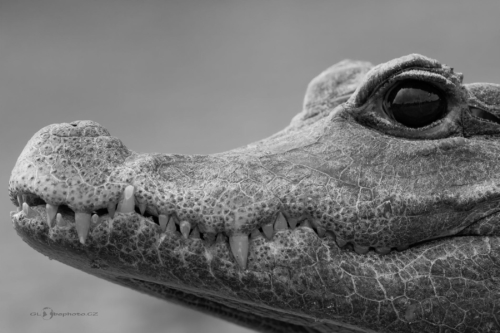 Krokodýl čelnatý (Osteolaemus tetraspis)