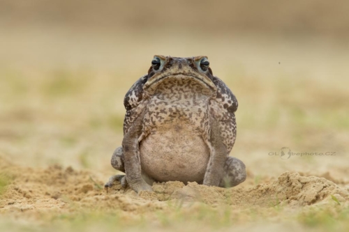 Ropucha obrovská (Bufo marinus)