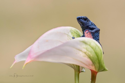 Dendrobates azureus