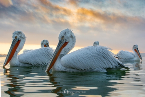 Svítání na jezeře.Pelikán kadeřavý (Pelecanus crispus)