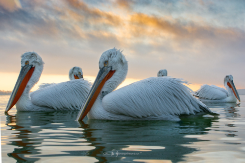 Pelikán kadeřavý (Pelecanus crispus)