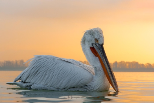 Svítání na jezeře Kerkini.Pelikán kadeřavý (Pelecanus crispus)