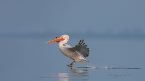 Pelikán kadeřavý (Pelecanus crispus)