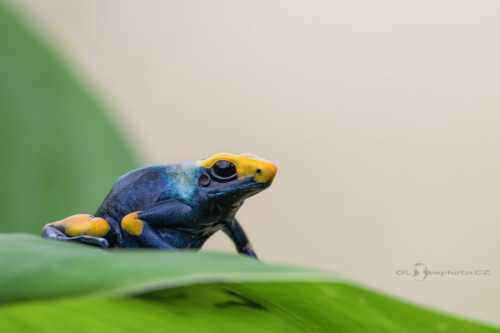 Dendrobates tinctorius "tumucumaque"