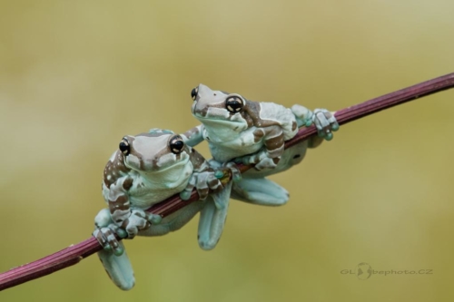 Rosnička včelí (Trachycephalus resinifictrix)