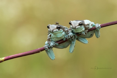 Rosnička včelí (Trachycephalus resinifictrix)