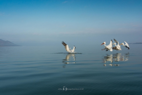 "Follow me guys..."Pelikán kadeřavý (Pelecanus crispus)