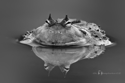 Rohatka brazilská (Ceratophrys cornuta)