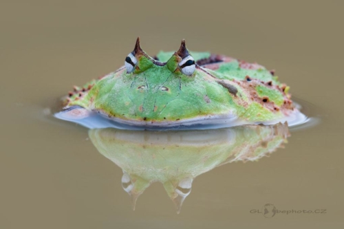 Rohatka brazilská (Ceratophrys cornuta)