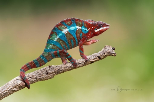 Chameleon pardálí (Furcifer pardalis)