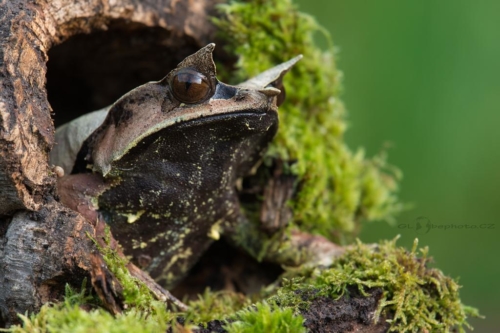 Pablatnice nosatá (Megophrys nasuta)