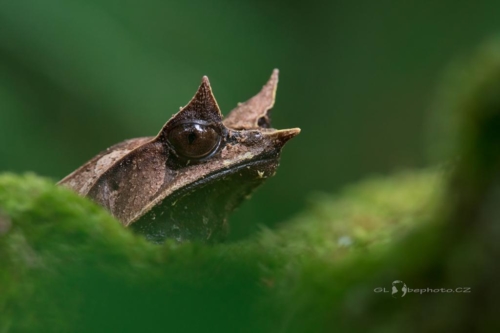 Pablatnice nosatá (Megophrys nasuta)