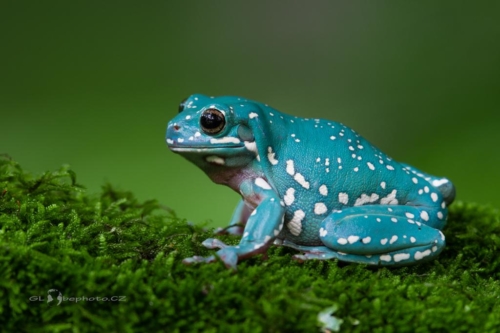 Rosnice siná (Litoria caerulea)