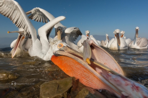 Boj o rybu.Pelikán kadeřavý (Pelecanus crispus)