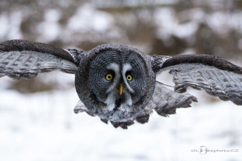 Puštík vousatý (Strix nebulosa)