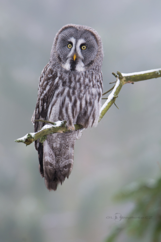 Puštík vousatý (Strix nebulosa)