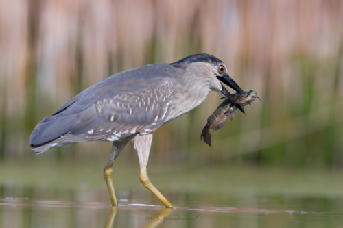 Kvakoš noční (Nycticorax nycticorax)