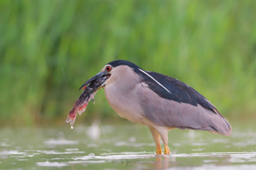 Kvakoš noční (Nycticorax nycticorax)