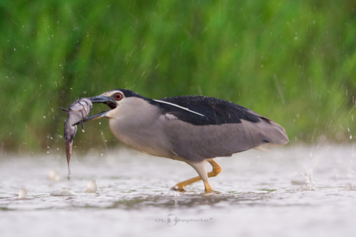 Kvakoš noční (Nycticorax nycticorax)