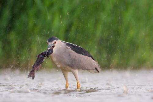 Kvakoš noční (Nycticorax nycticorax)