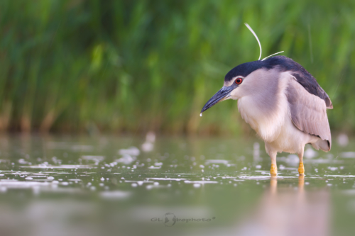 Kvakoš noční (Nycticorax nycticorax)