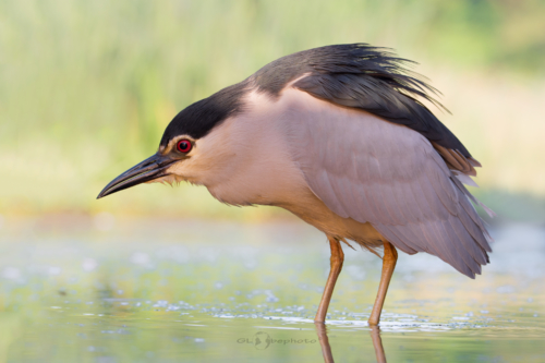 Kvakoš noční (Nycticorax nycticorax)