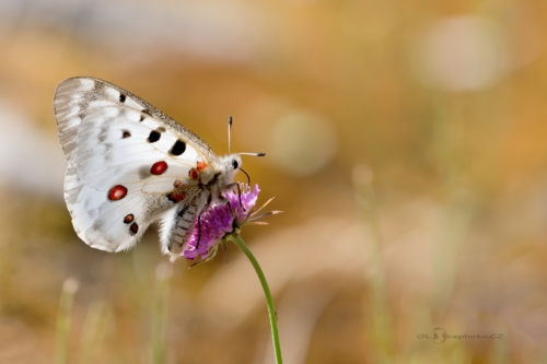 Jasoň červenooký (Parnassius apollo)