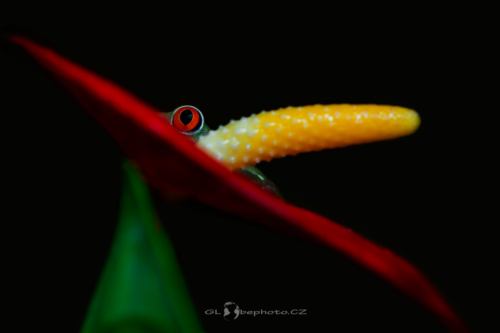 Listovnice červenooká (Agalychnis callidryas)