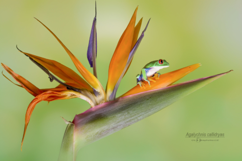 Listovnice červenooká (Agalychnis callidryas)