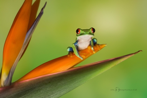 Listovnice červenooká (Agalychnis callidryas)